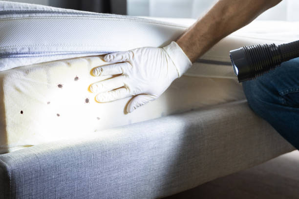 Best Affordable Pest Control Services  in Pine Valley, CA