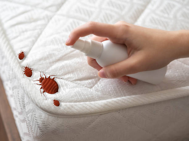 Best Pest Prevention Services  in Pine Valley, CA