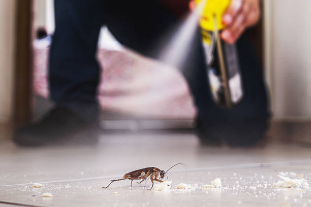 Best Pest Removal Services  in Pine Valley, CA